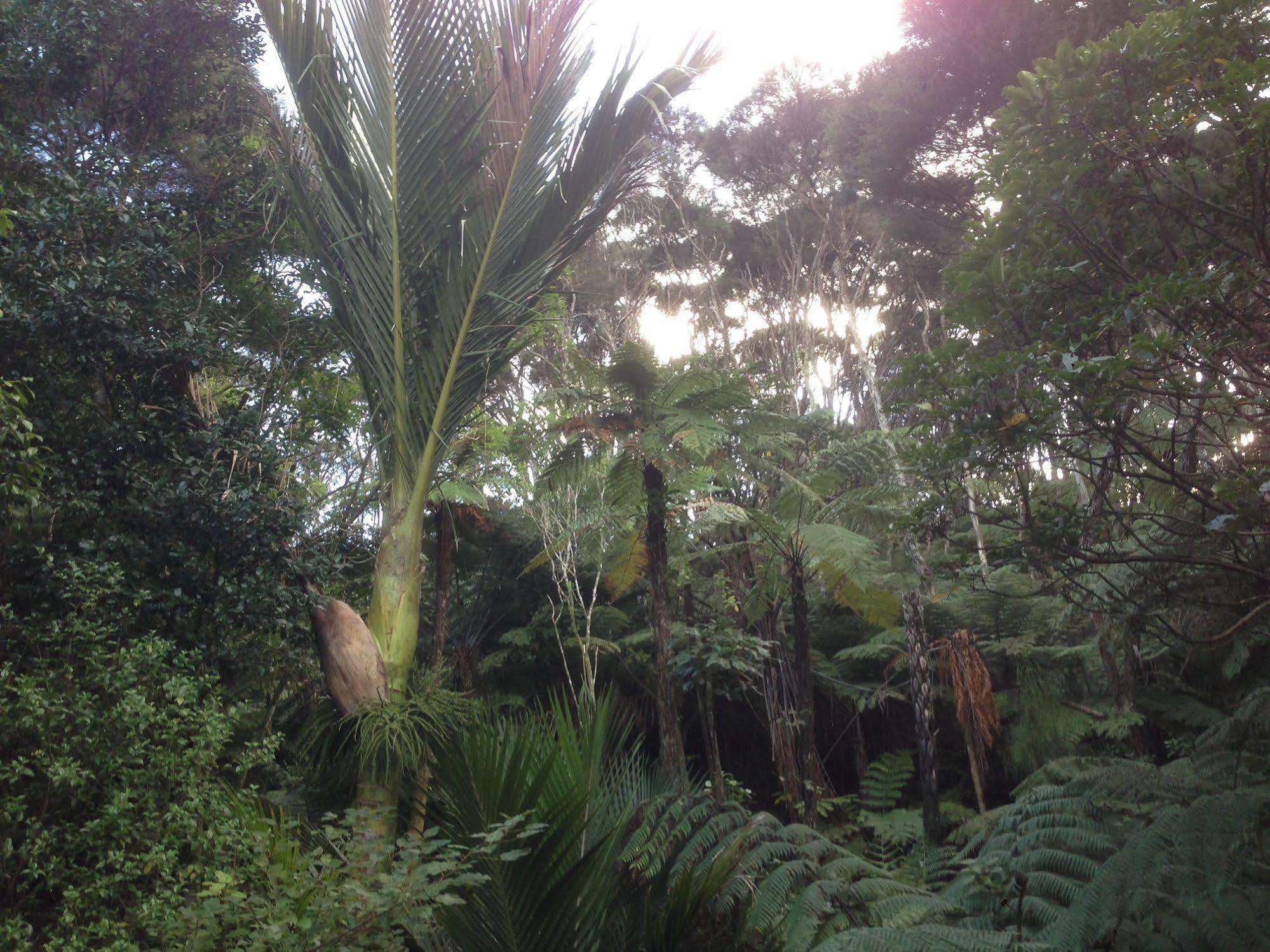 The Coromandel Treehouse 外观 照片